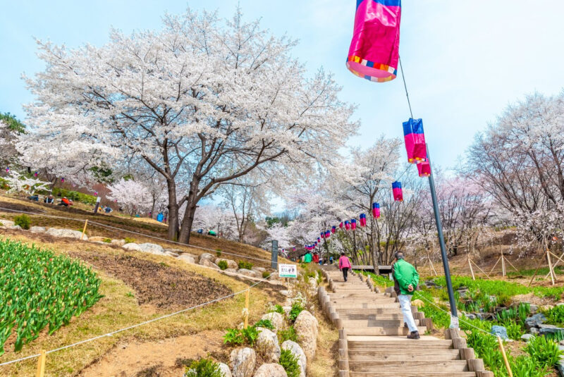 ソウルで春を独り占め！桜・チューリップ・滝まで楽しめる「教えたくない」穴場スポット