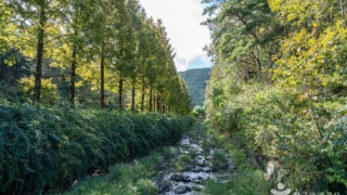 「150種のムクゲと花々が咲き誇る絶景トンネル」穴場すぎる無料スポットが話題に
