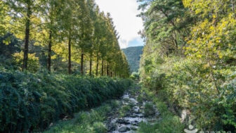 「150種のムクゲと花々が咲き誇る絶景トンネル」穴場すぎる無料スポットが話題に