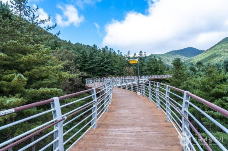 「150種のムクゲと花々が咲き誇る絶景トンネル」穴場すぎる無料スポットが話題に