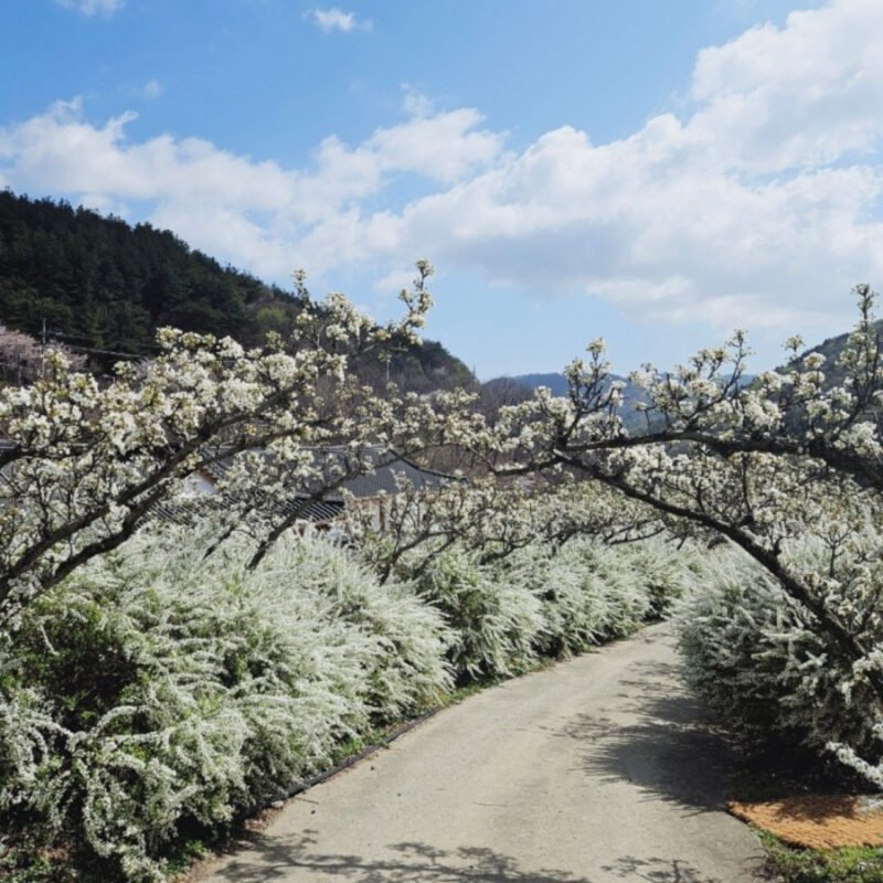 「150種のムクゲと花々が咲き誇る絶景トンネル」穴場すぎる無料スポットが話題に