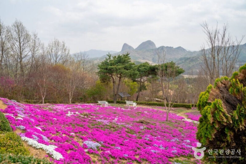 「公務員が作ったのかと…」老夫婦の執念が実らせた5万坪のピンクの奇跡