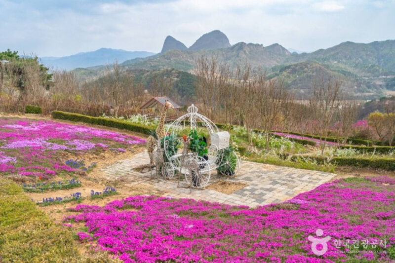 「公務員が作ったのかと…」老夫婦の執念が実らせた5万坪のピンクの奇跡