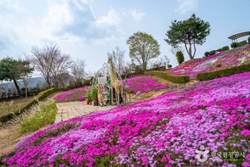 「公務員が作ったのかと…」老夫婦の執念が実らせた5万坪のピンクの奇跡