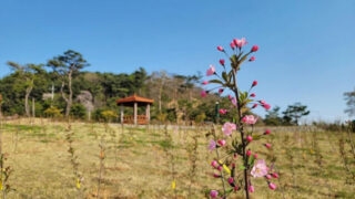 中国・唐の時代から愛された春の花？4月に訪れたい絶景スポット5選