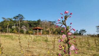中国・唐の時代から愛された春の花？4月に訪れたい絶景スポット5選