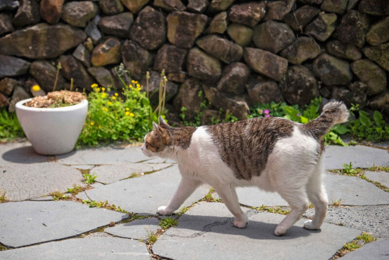 「野良猫に文句を言わないで」飼い主が明かした切実な事情