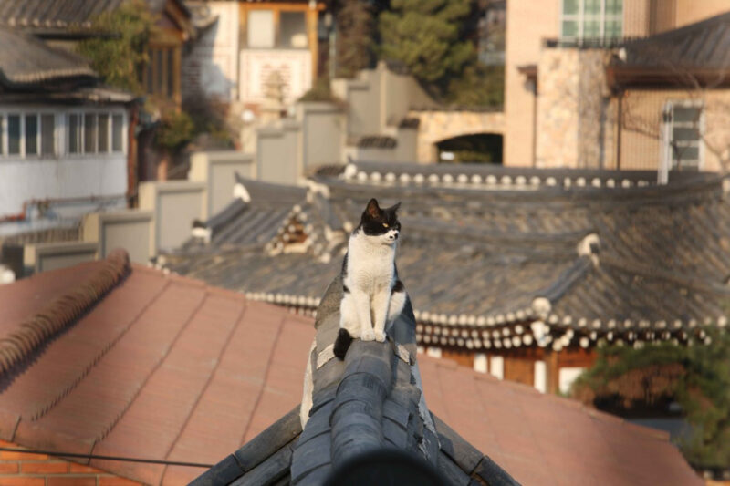 「野良猫に文句を言わないで」飼い主が明かした切実な事情