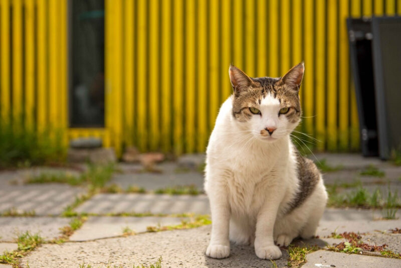 「ここが日本？」絶景すぎる“無料”の東海展望スポットが話題に