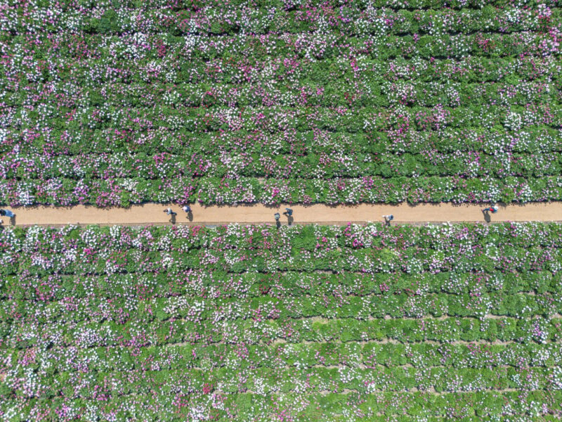 「仕事が早すぎる！」6千坪のシャクヤク畑が無料で見放題、今行くべき慶南の絶景スポット