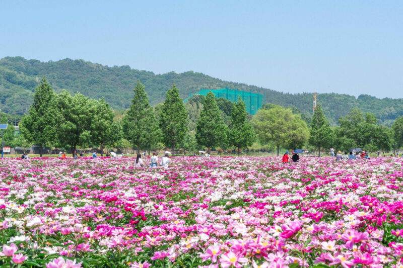 「仕事が早すぎる！」6千坪のシャクヤク畑が無料で見放題、今行くべき慶南の絶景スポット