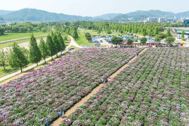 「仕事が早すぎる！」6千坪のシャクヤク畑が無料で見放題、今行くべき慶南の絶景スポット