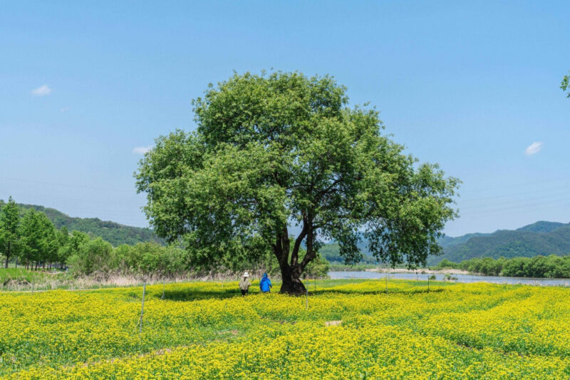 「仕事が早すぎる！」6千坪のシャクヤク畑が無料で見放題、今行くべき慶南の絶景スポット