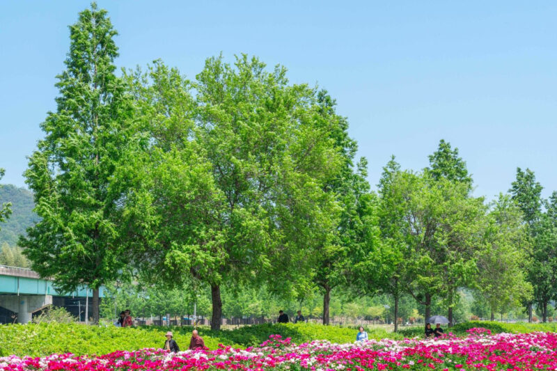 「仕事が早すぎる！」6千坪のシャクヤク畑が無料で見放題、今行くべき慶南の絶景スポット