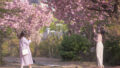 通常の桜の10倍の美しさ…ソウルを染め上げる圧巻の「ピンクロード」