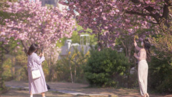 通常の桜の10倍の美しさ…ソウルを染め上げる圧巻の「ピンクロード」