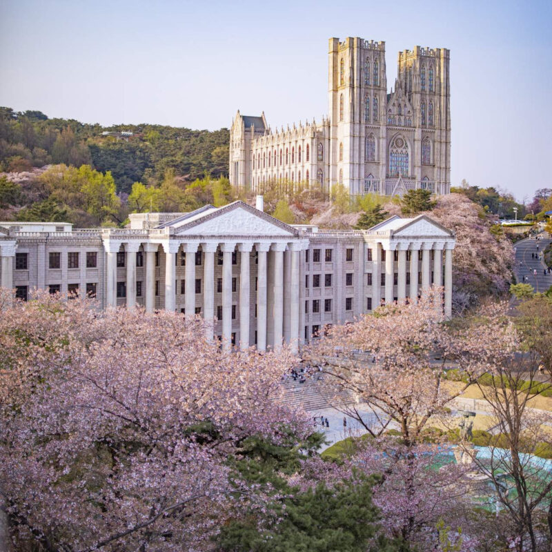 通常の桜の10倍の美しさ…ソウルを染め上げる圧巻の「ピンクロード」