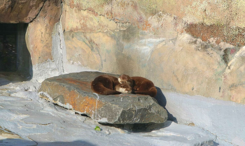 通常の桜の10倍の美しさ…ソウルを染め上げる圧巻の「ピンクロード」