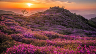 標高1,000mの絶景！韓国最大級「ツツジ祭り」が30周年、真っ赤に染まる山肌が圧巻