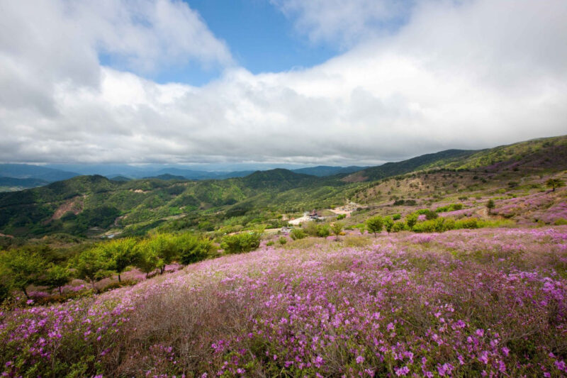 標高1,000mの絶景！韓国最大級「ツツジ祭り」が30周年、真っ赤に染まる山肌が圧巻