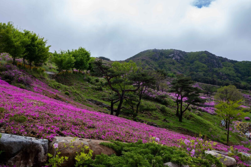 標高1,000mの絶景！韓国最大級「ツツジ祭り」が30周年、真っ赤に染まる山肌が圧巻