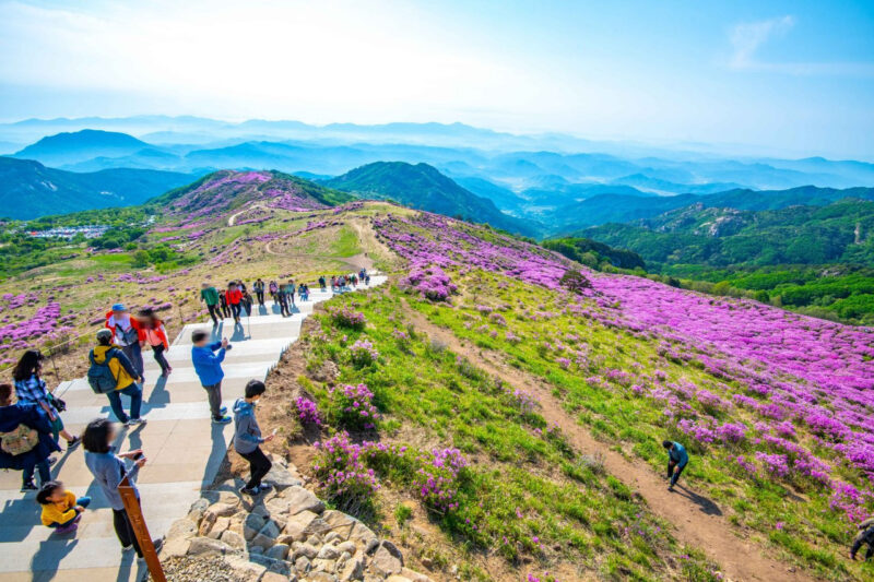 標高1,000mの絶景！韓国最大級「ツツジ祭り」が30周年、真っ赤に染まる山肌が圧巻
