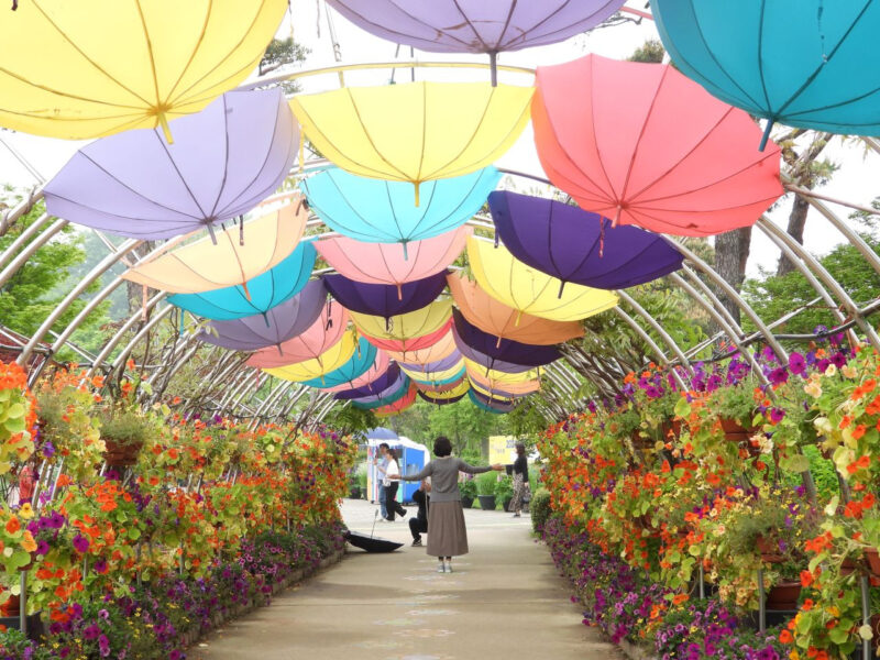 「キム・ヨンビン、キム・スチャン、復活がなぜここに？」豪華ラインナップに全国からファン殺到の蝶祭り