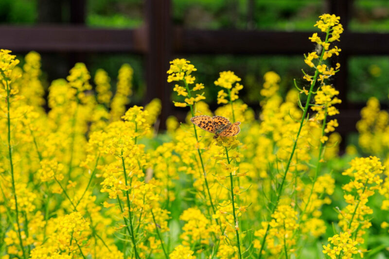 韓国最小の街で開かれる、最高に美しい菜の花祭り