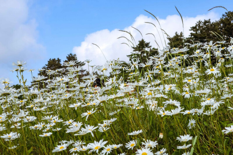 もうすぐ路上で目玉焼きが焼ける？猛暑到来を予感させる韓国の話題