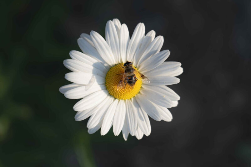 もうすぐ路上で目玉焼きが焼ける？猛暑到来を予感させる韓国の話題