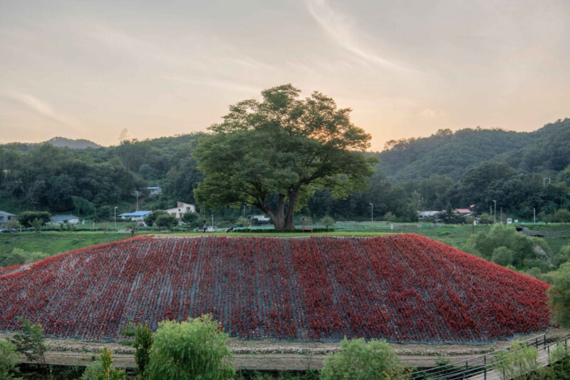 500年のケヤキと西江の絶景、幻想的な韓国・寧越（ヨンウォル）の旅