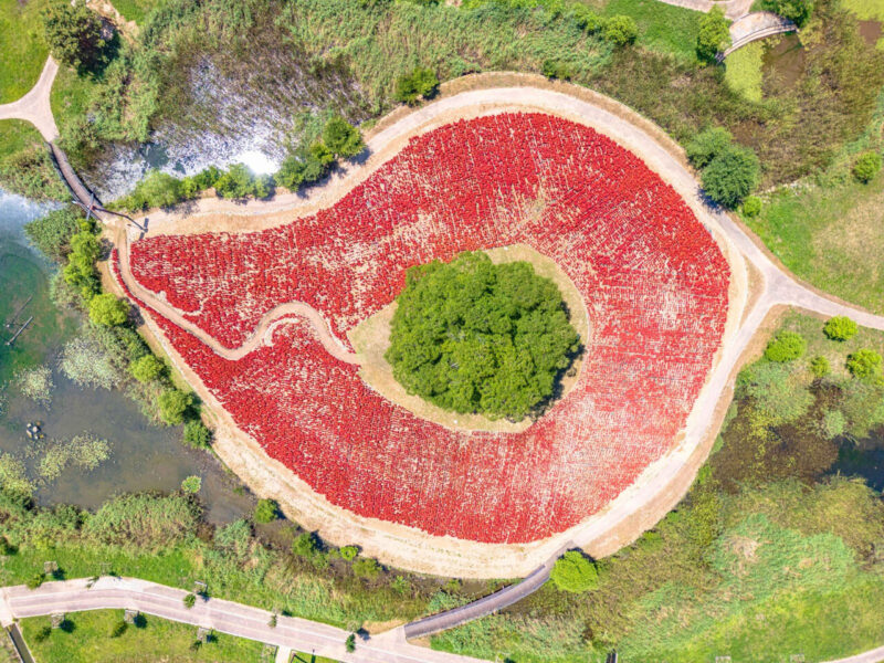 500年のケヤキと西江の絶景、幻想的な韓国・寧越（ヨンウォル）の旅