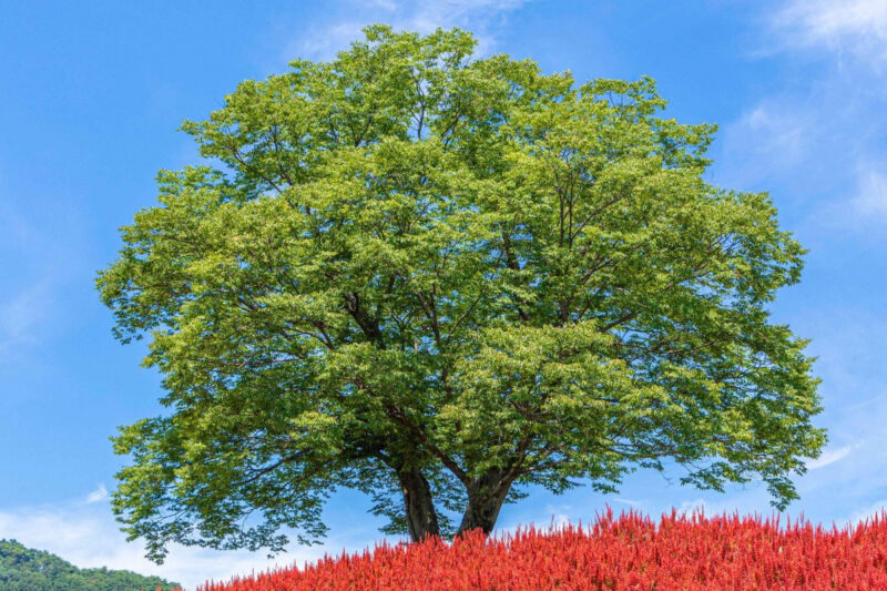 500年のケヤキと西江の絶景、幻想的な韓国・寧越（ヨンウォル）の旅