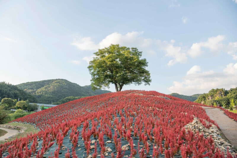 500年のケヤキと西江の絶景、幻想的な韓国・寧越（ヨンウォル）の旅
