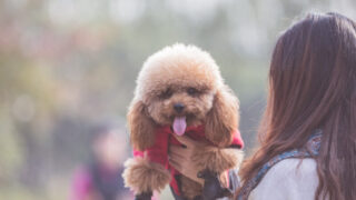 愛犬が散歩嫌いを克服？一緒に行きたい「愛犬同伴お出かけスポット」特集