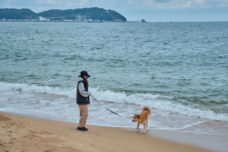 愛犬が散歩嫌いを克服？一緒に行きたい「愛犬同伴お出かけスポット」特集