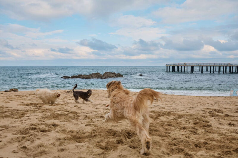 愛犬が散歩嫌いを克服？一緒に行きたい「愛犬同伴お出かけスポット」特集
