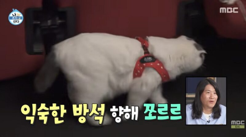 安宰賢、13歳の老猫「アンジュ」と初スタジオ撮影…「色々な思いが込み上げて」涙（「ナ・ホンジャ・サンダ」）