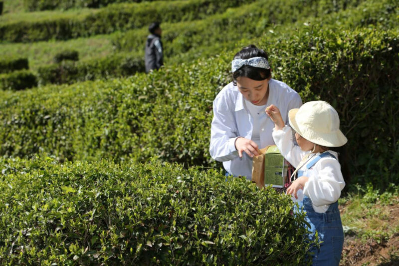 こどもの日は全国最大級の茶畑へ！新緑に癒やされる休日はいかが？