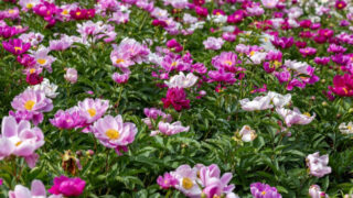 花言葉は控えめ、ビジュアルは華やか。初夏の「芍薬」絶景旅