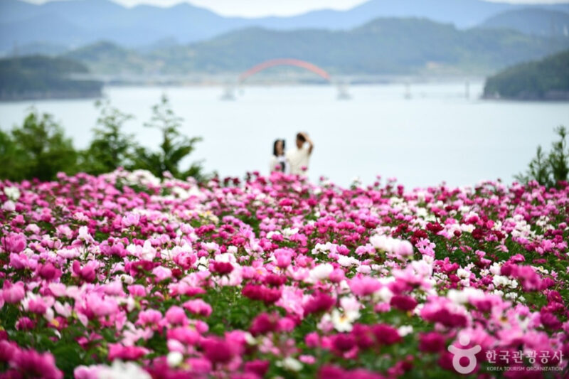 花言葉は控えめ、ビジュアルは華やか。初夏の「芍薬」絶景旅