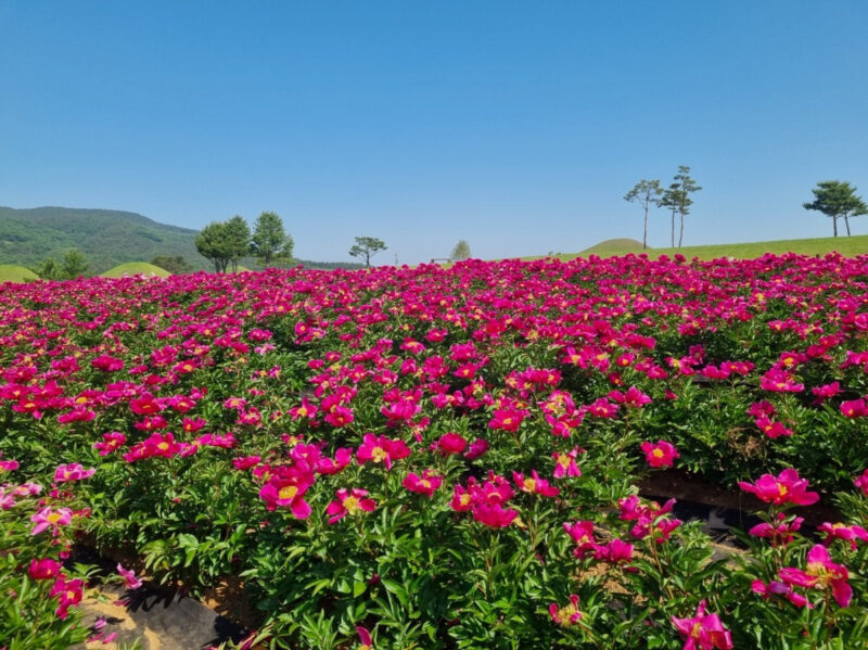 花言葉は控えめ、ビジュアルは華やか。初夏の「芍薬」絶景旅