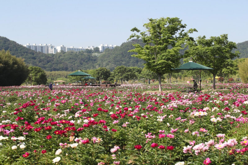 花言葉は控えめ、ビジュアルは華やか。初夏の「芍薬」絶景旅