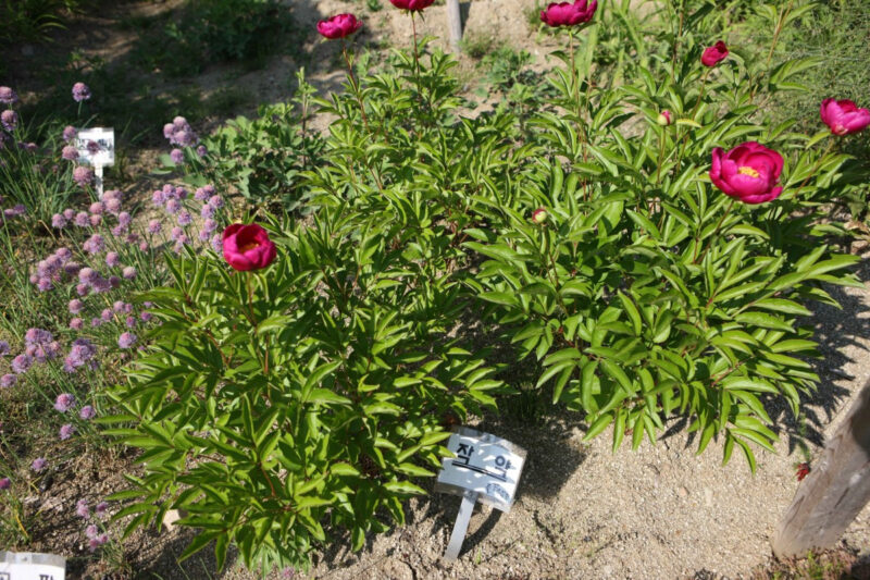 花言葉は控えめ、ビジュアルは華やか。初夏の「芍薬」絶景旅