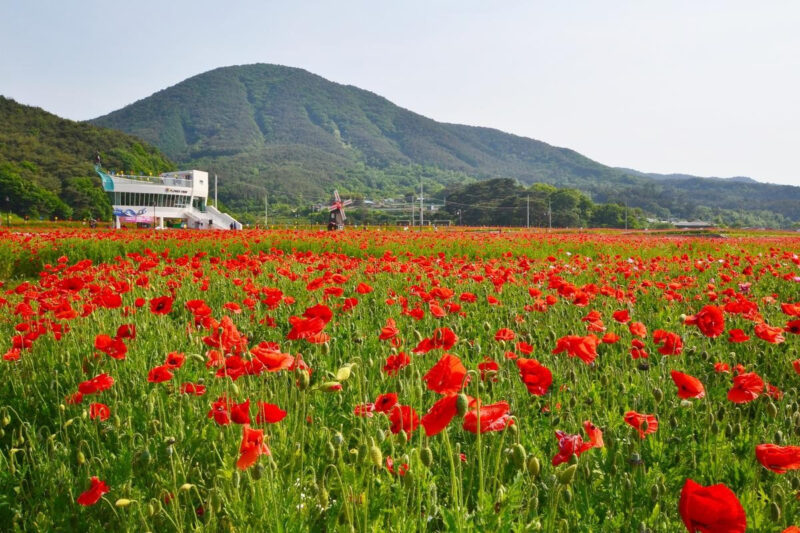 6万坪のポピー畑がたった100円？軍が無料開放する驚きの絶景フェス