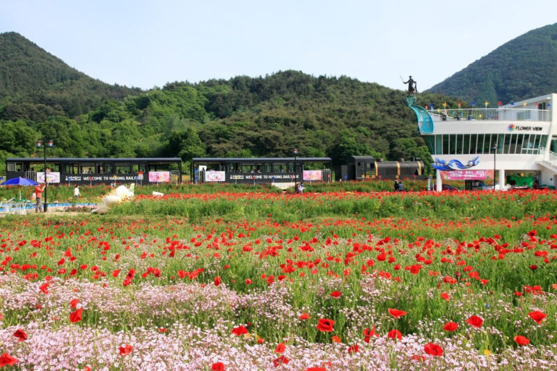 6万坪のポピー畑がたった100円？軍が無料開放する驚きの絶景フェス