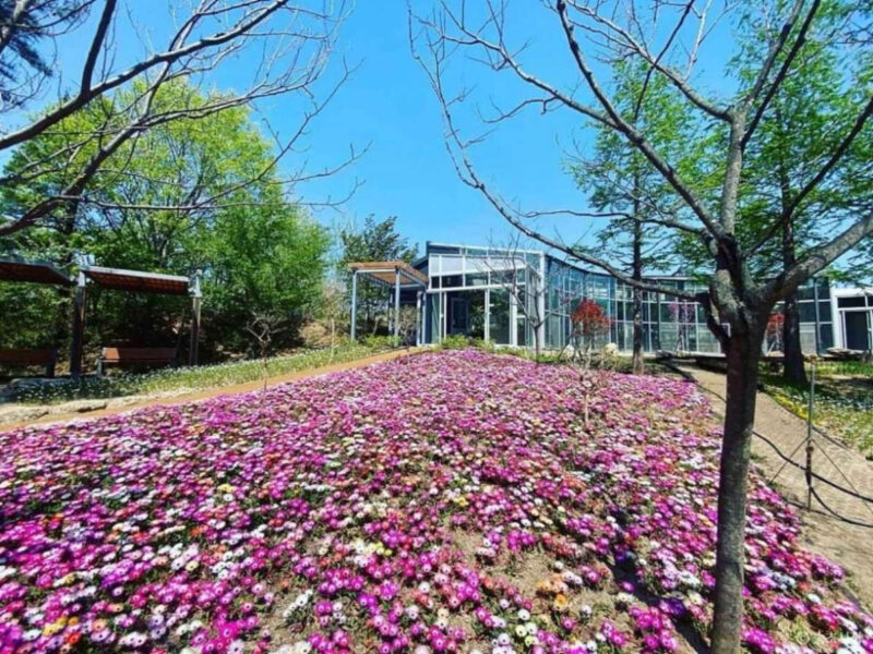 「今日はカーネーション、週末は旅行へ」笑顔あふれる束草（ソクチョ）おすすめ観光コース