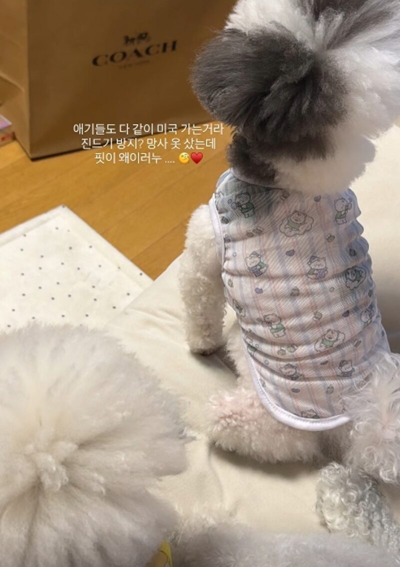 최준희、結婚1週間前にハネムーンで「赤ちゃん連れ」告白…「みんなでアメリカへ」