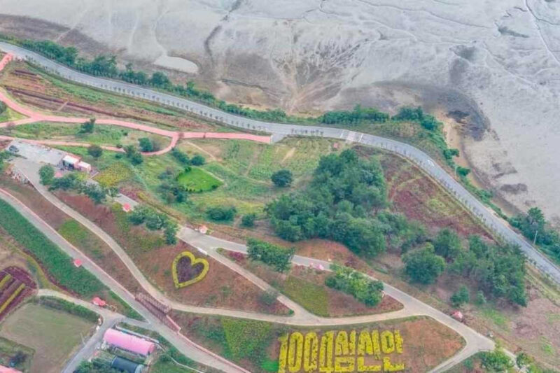 「一度入ったら出られない」全国最大級！韓国・新安のケイトウ畑が絶景すぎると話題