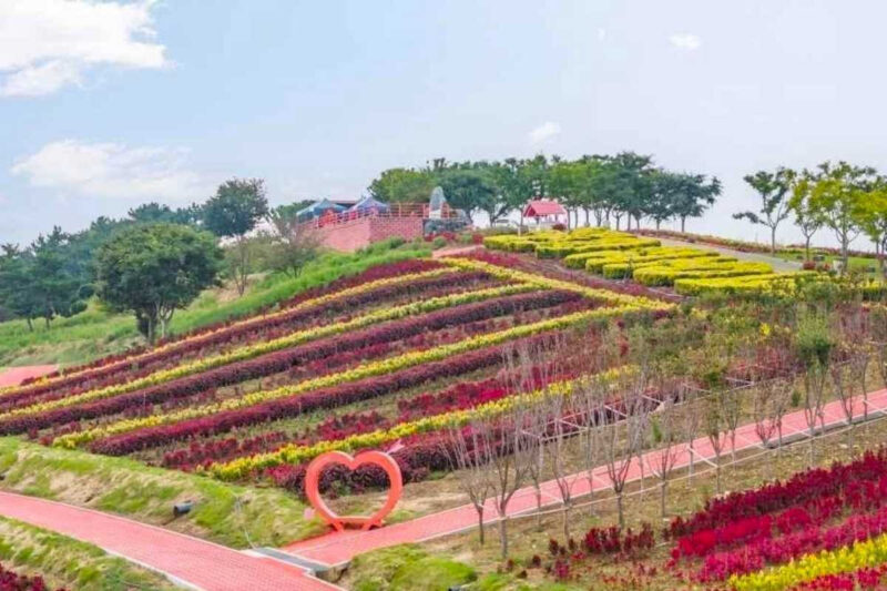 「一度入ったら出られない」全国最大級！韓国・新安のケイトウ畑が絶景すぎると話題
